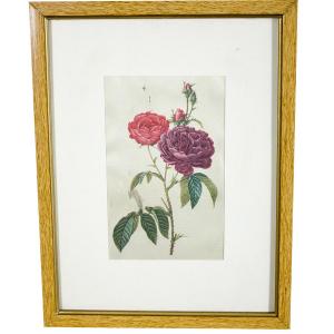 Stampa botanica raffigurante Rose