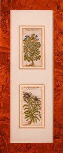 Tre cornici in radica con pregiate incisioni a mezzotinto acquerellate e xilografia acquerellate raffiguranti erbe, piante e fiori selvatici