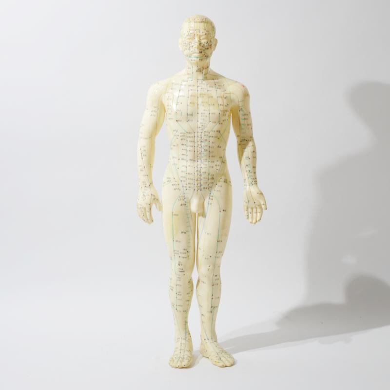 Modello anatomico maschile per Agopuntura Modello anatomico maschile per Agopuntura