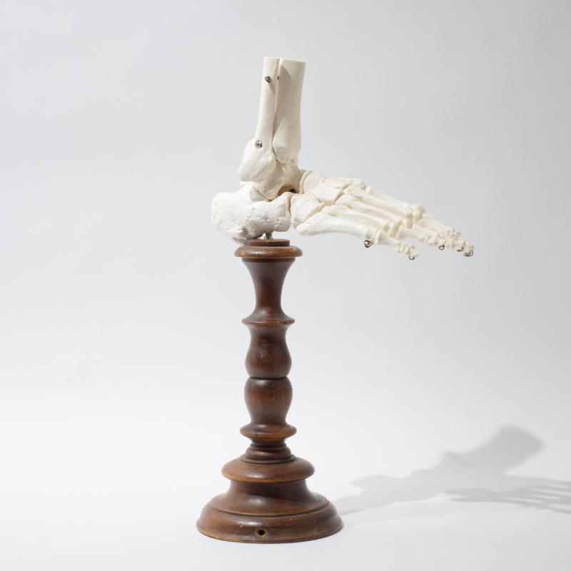 Modello anatomico di piede umano per gabinetto didattico Modello anatomico di piede umano per gabinetto didattico