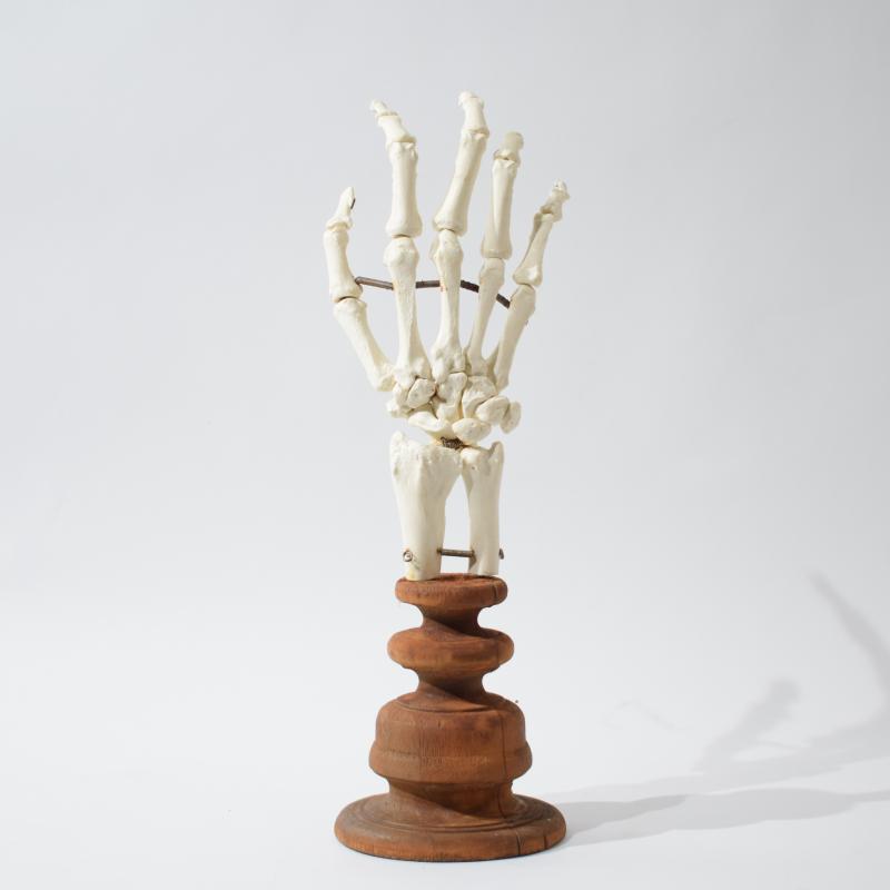 Calco anatomico di mano umana per gabinetto scientifico Calco anatomico di mano umana per gabinetto scientifico