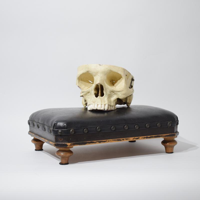 Calco anatomico di cranio umano Calco anatomico di cranio umano