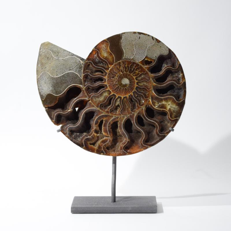 Fossile di ammonite su base Fossile di ammonite su base